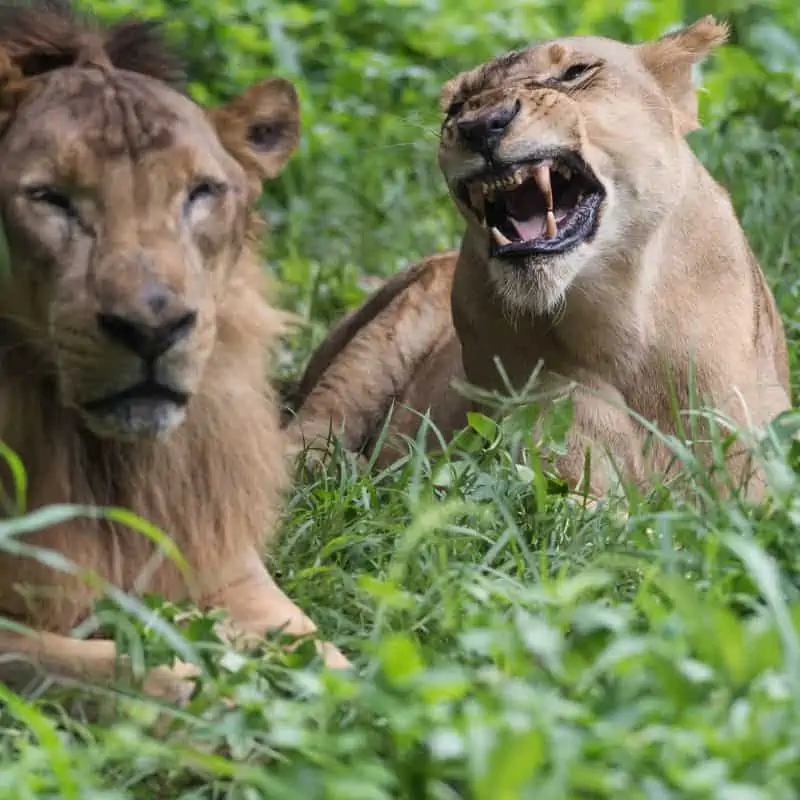 Lioness roaring at male lion