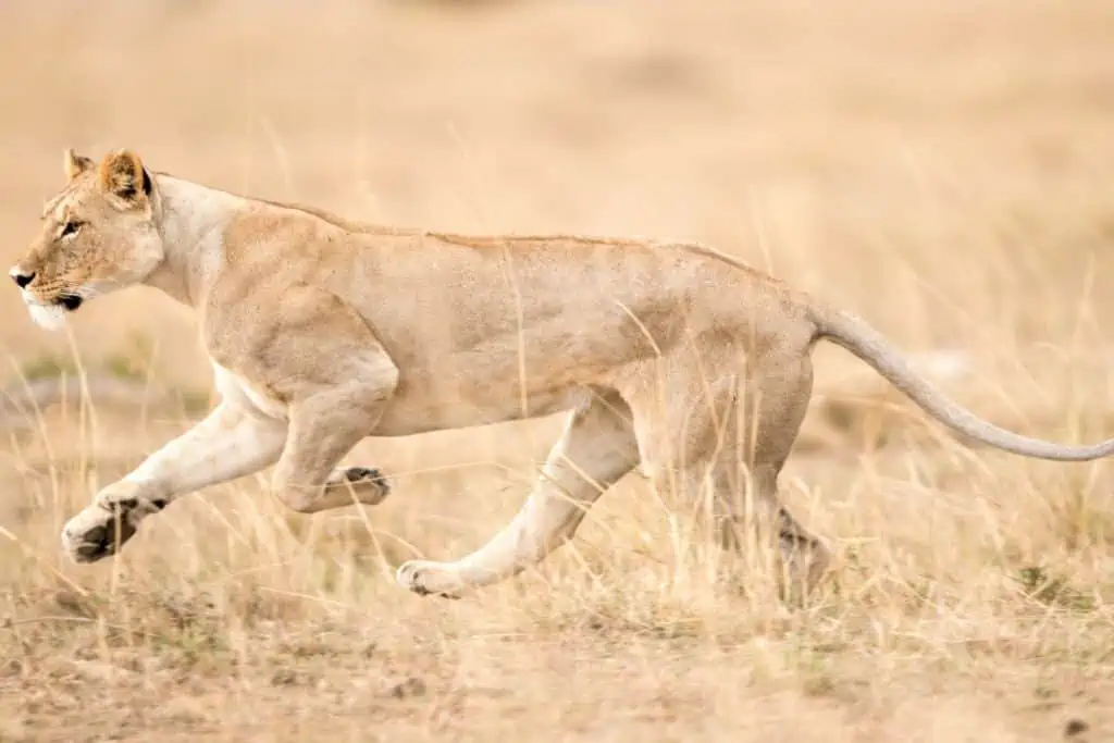 Lioness running through grassland