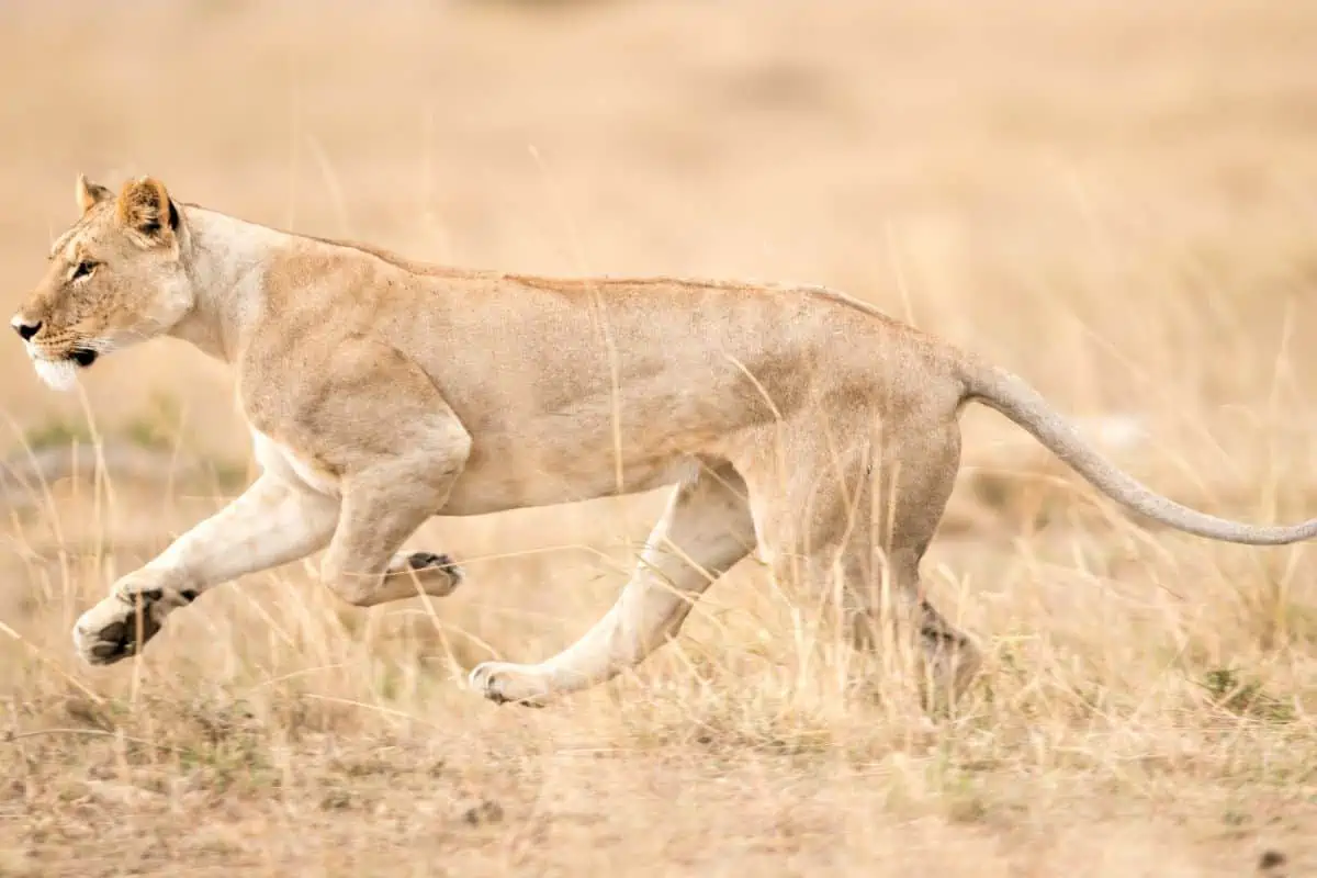 How Fast Can a Lion Run? 