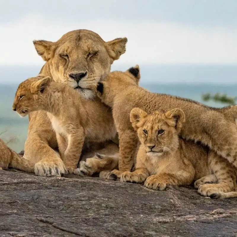 Lioness with her baby cubs