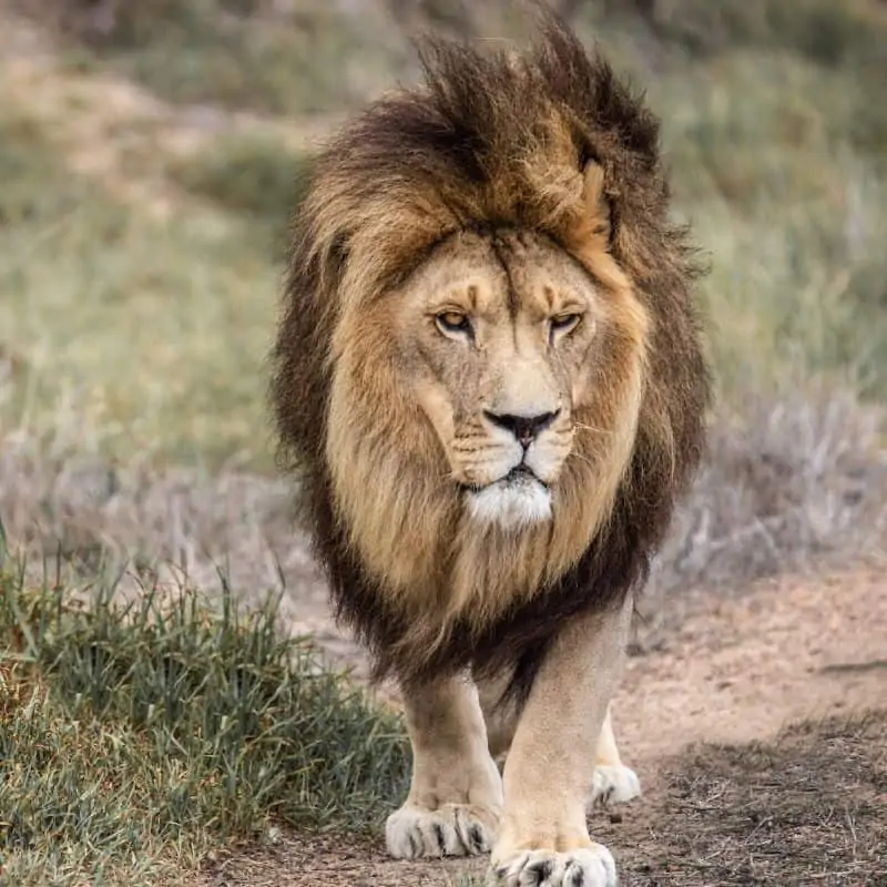 Majestic male lion with mane