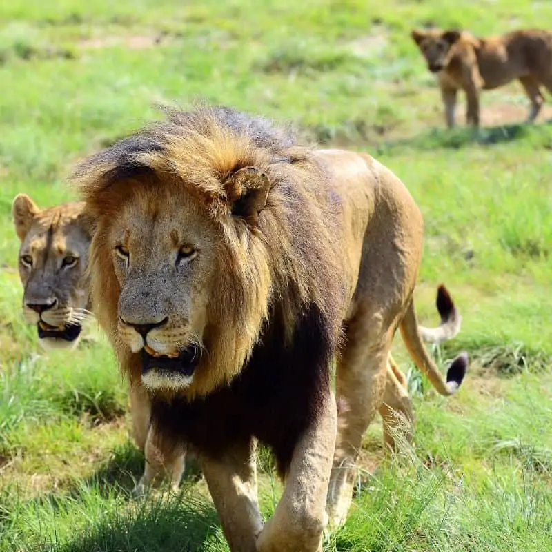Male lion leads the pride as alpha