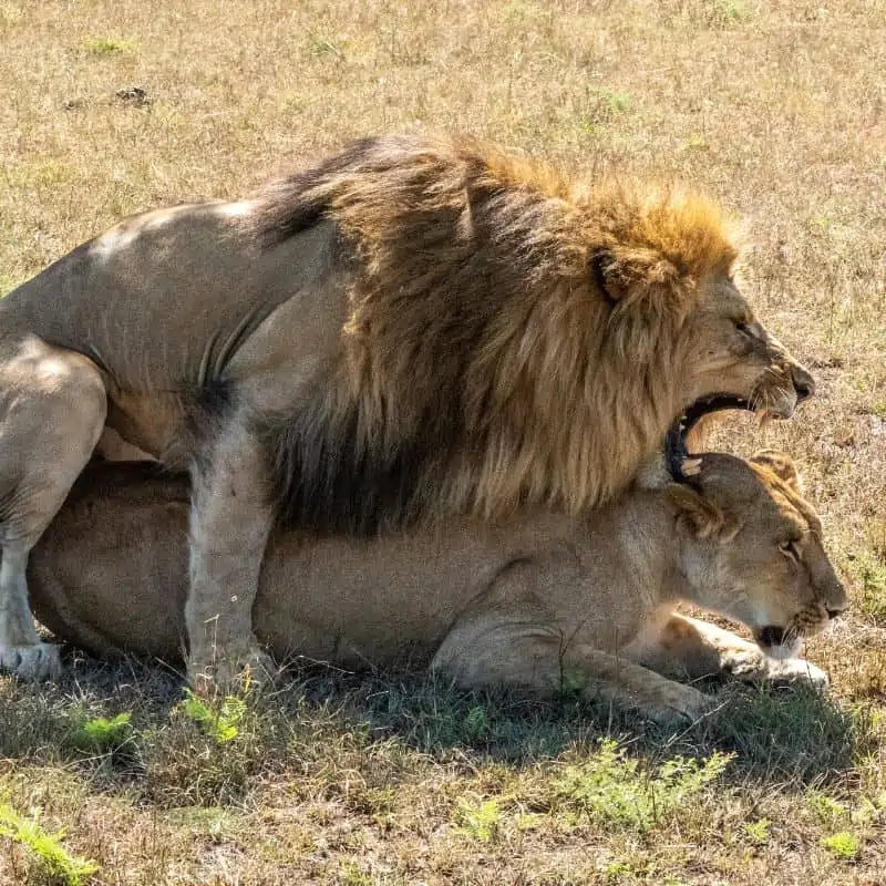 Male lion roars whilst mating