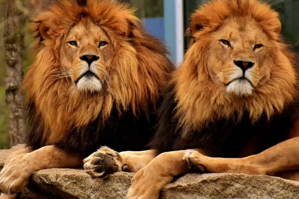 Male lions sitting on a rock