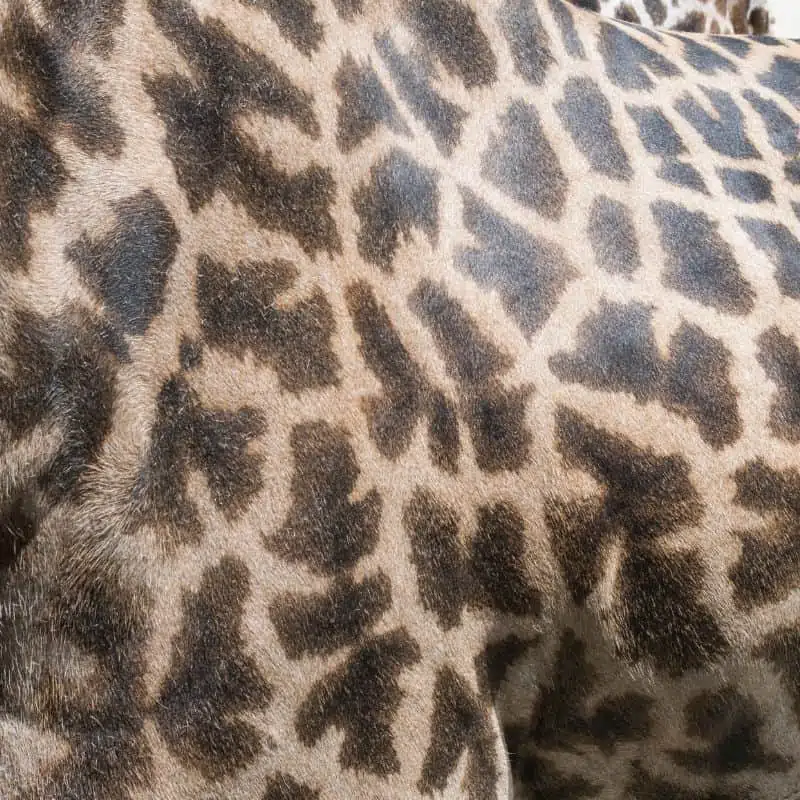 Masai giraffe jagged spots