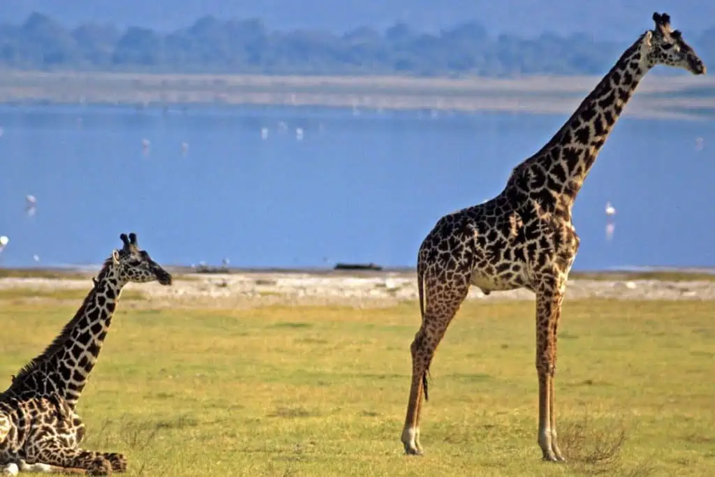 Masai giraffes in Kenya