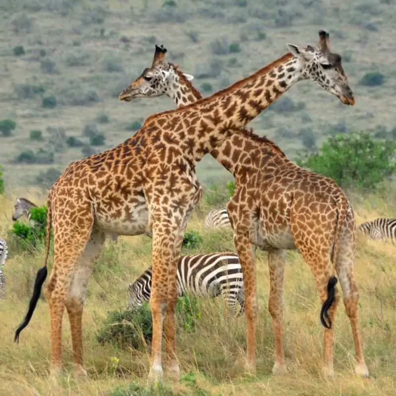 Masai giraffes mingling with zebra in Kenya