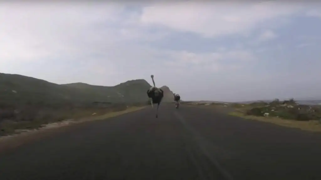 Ostrich chasing cyclists in the Cape of Good Hope National Park