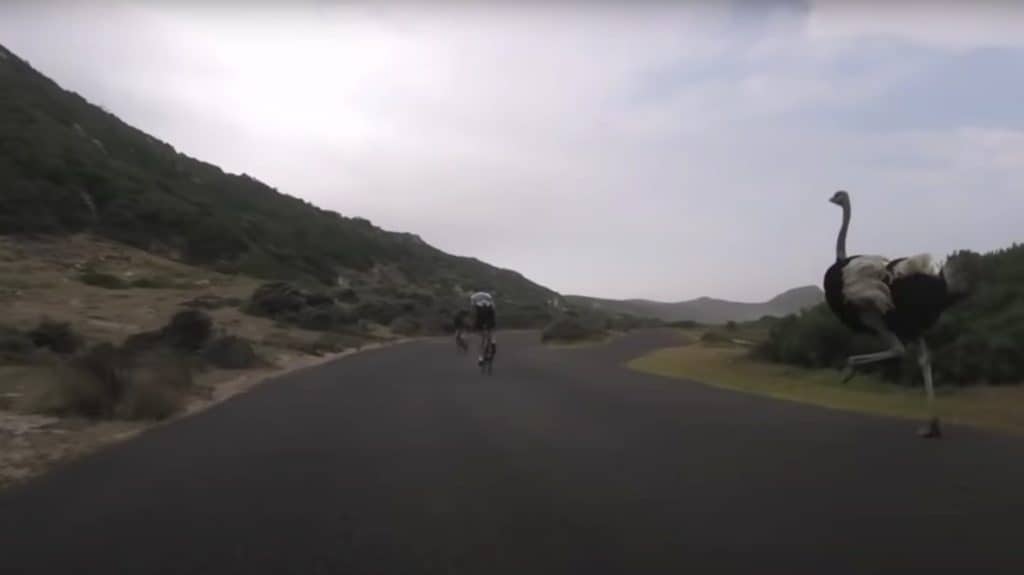 Ostrich chasing two cyclists in South Africa