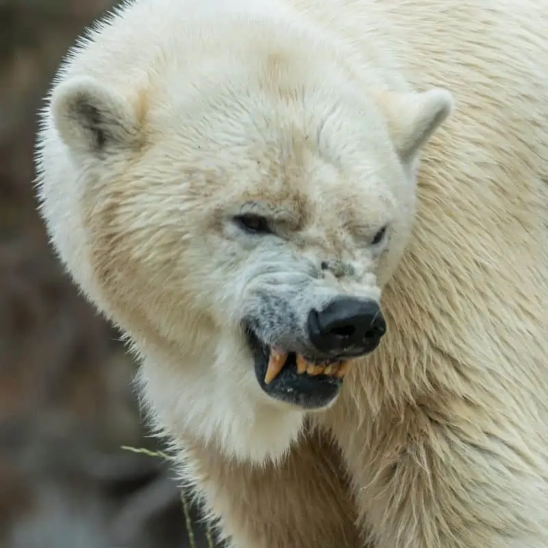 Polar bear showing its teeth