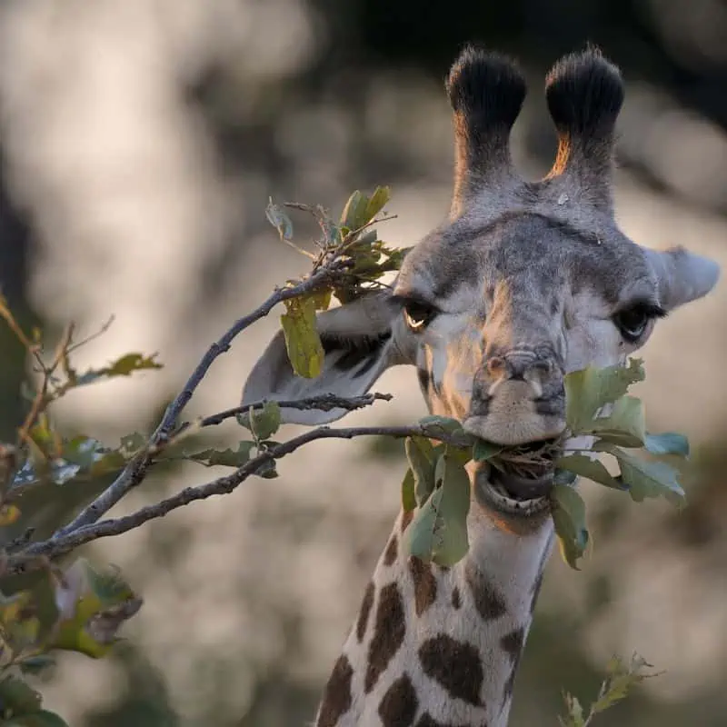 Reticulated giraffe eating