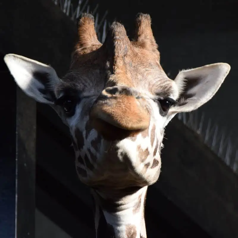Reticulated giraffe in captivity
