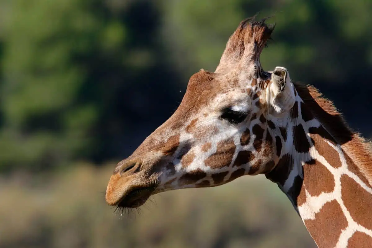 10 Reticulated Giraffe Facts