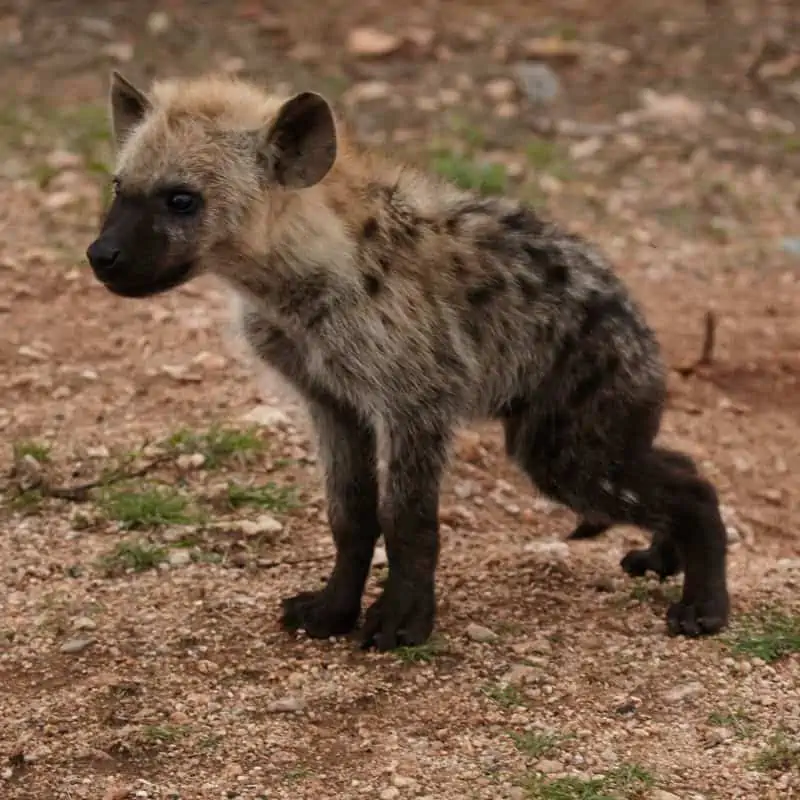 Spotted Hyena cub