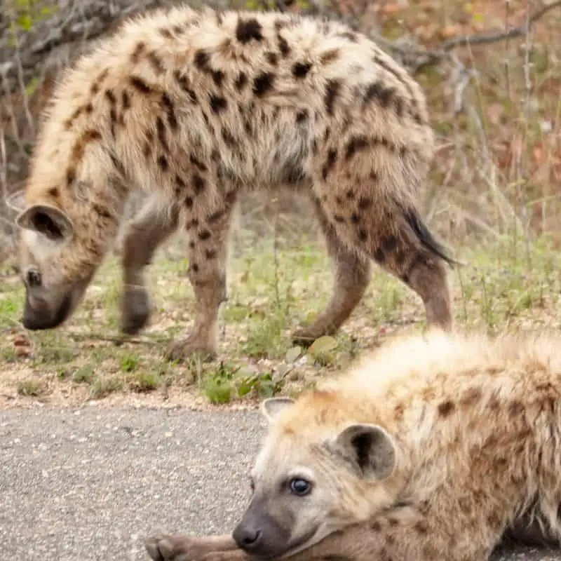 Spotted Hyena's on the side of the road