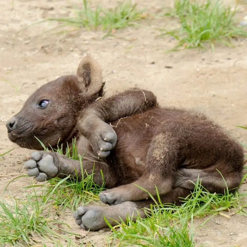 Spotted hyena cub in the Netherlands