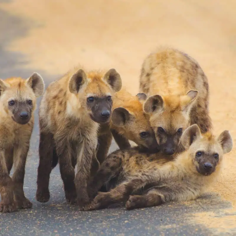 Spotted hyena cubs playing in the road