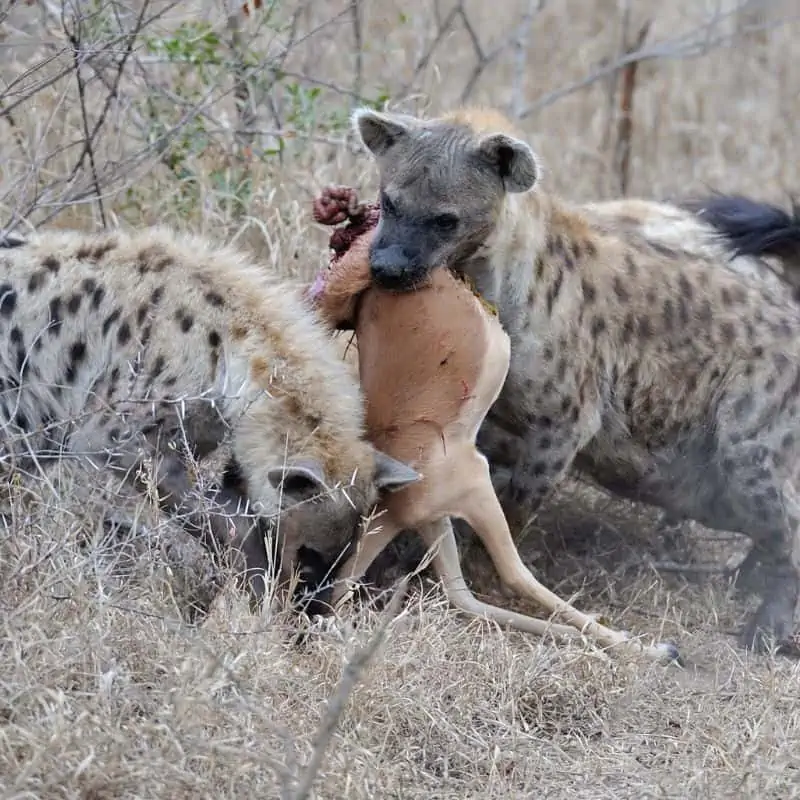 Spotted hyenas eating a buck