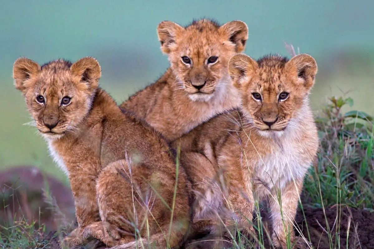 10 Adorable Baby Lion Facts