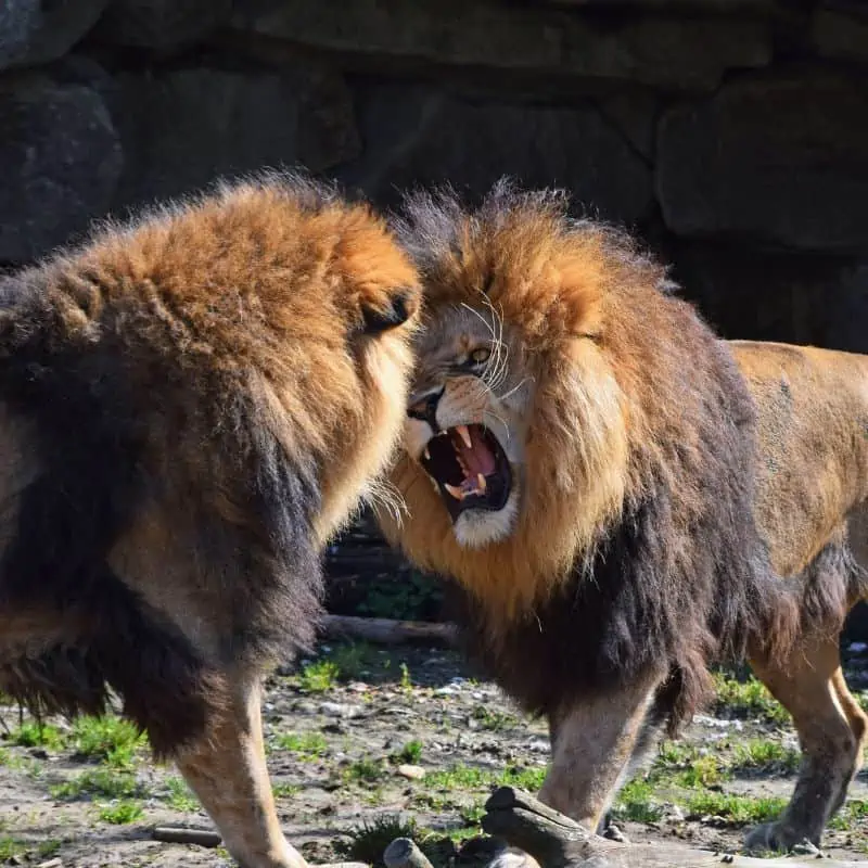 Two African male lions play fight in the zoo