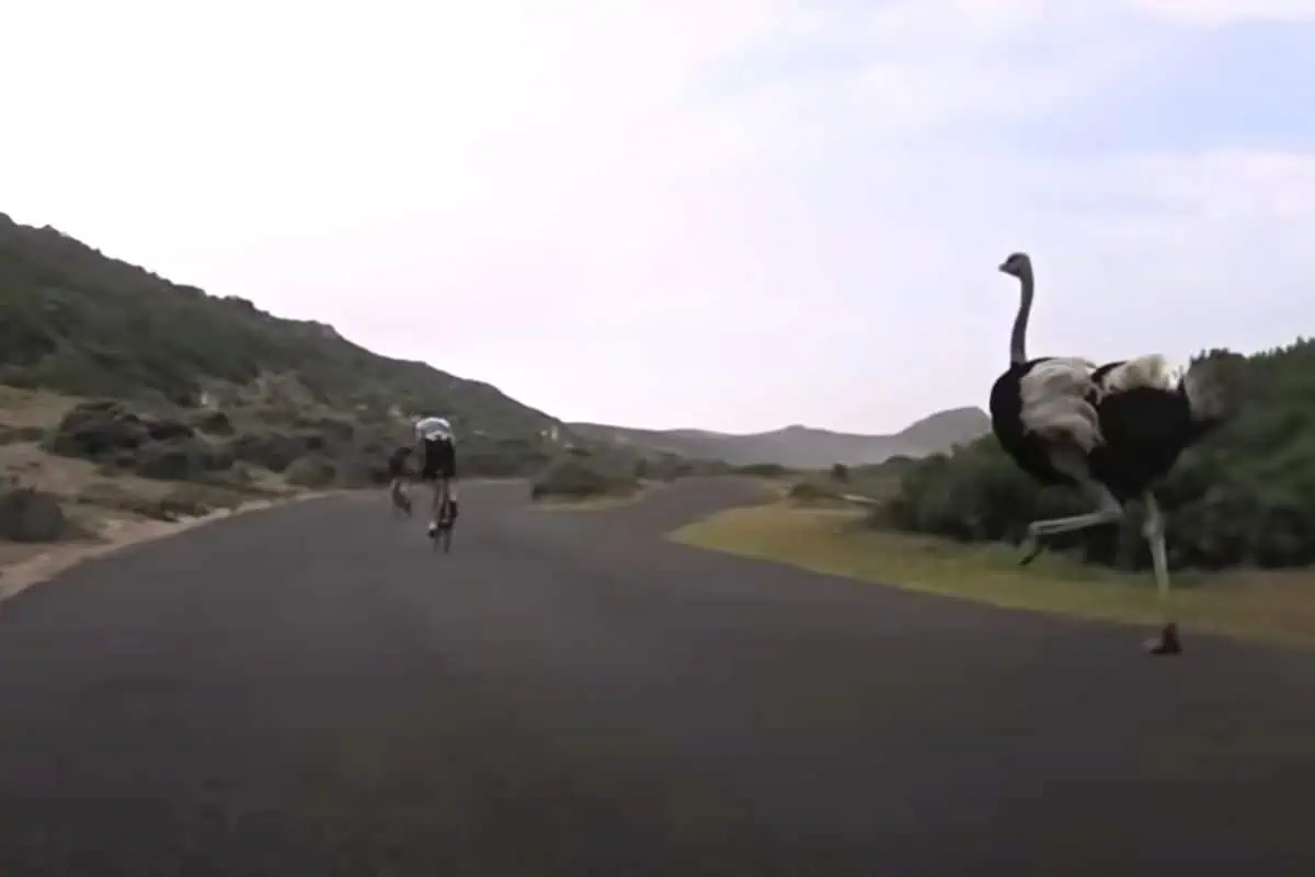 WATCH: Cyclists Chased By Ostrich Escape By A Feather