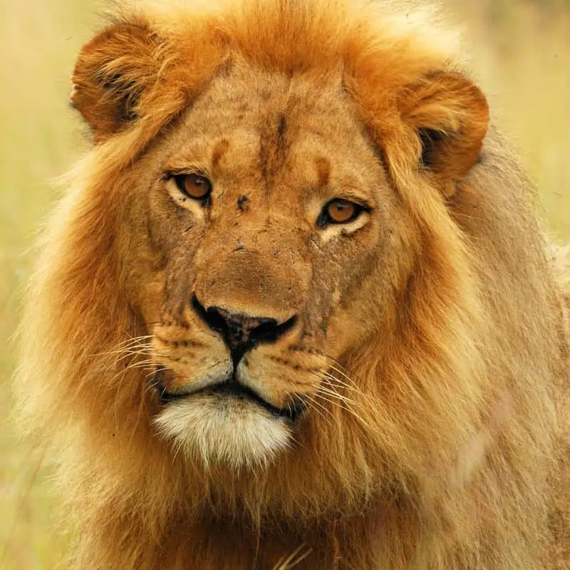 Young adult male lion with blonde mane