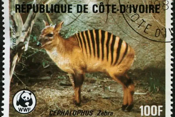 Zebra Duiker Stamp