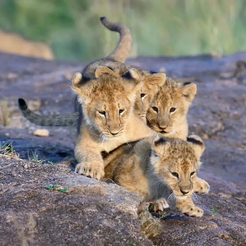 four lion cubs playing on the rocks