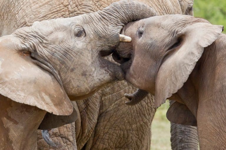 Elephant Teeth All You Need To Know (Elephant dentistry)