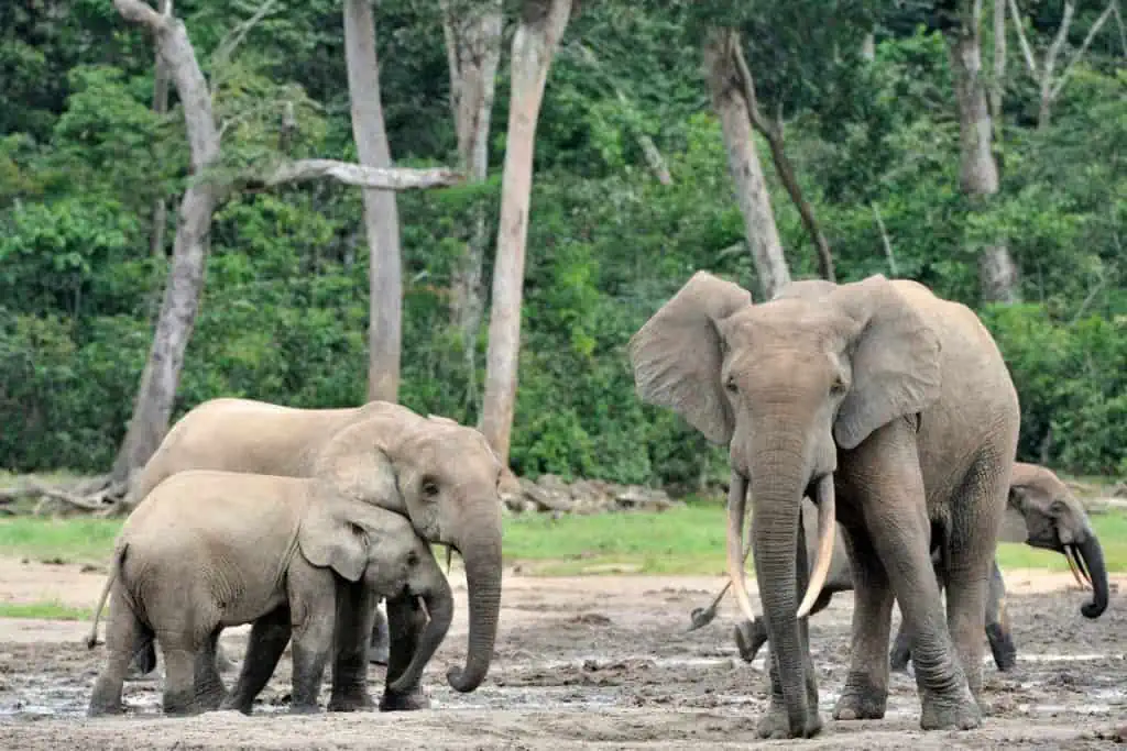 African Forest Elephant family