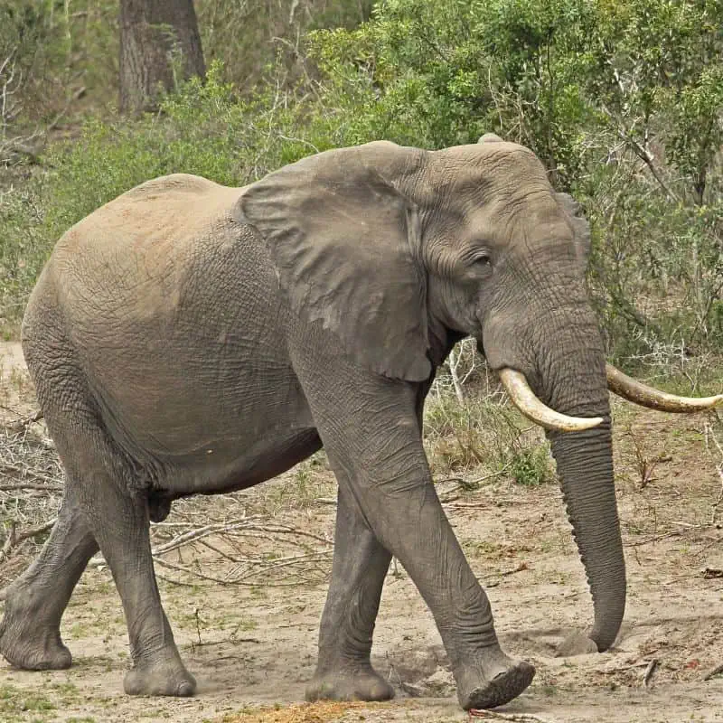 African Savanna elephant walking