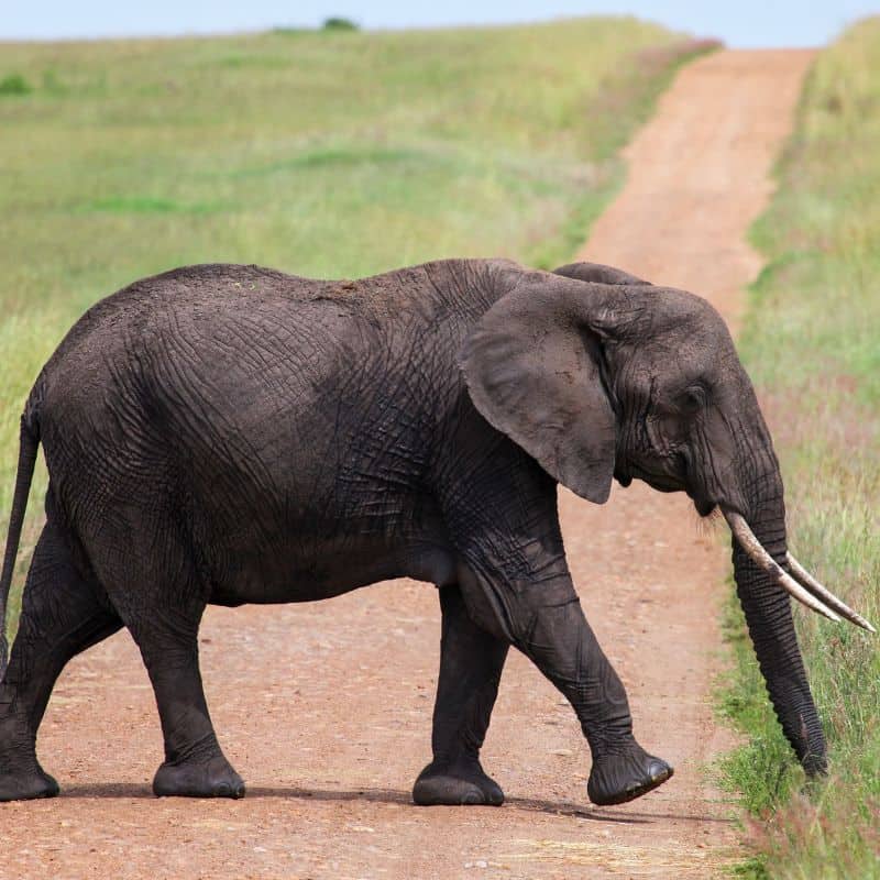 African bush elephant