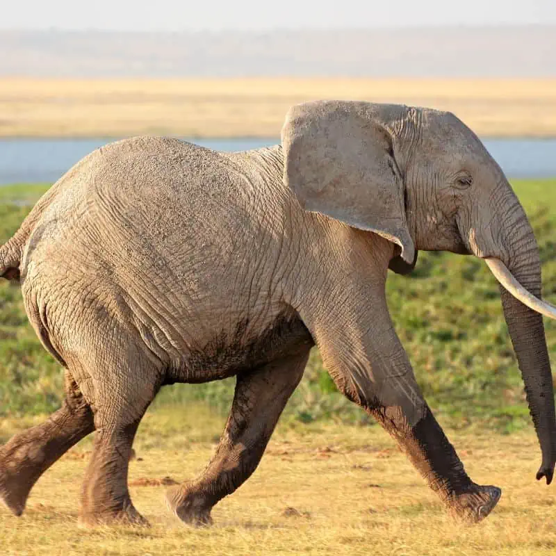 African elephant running