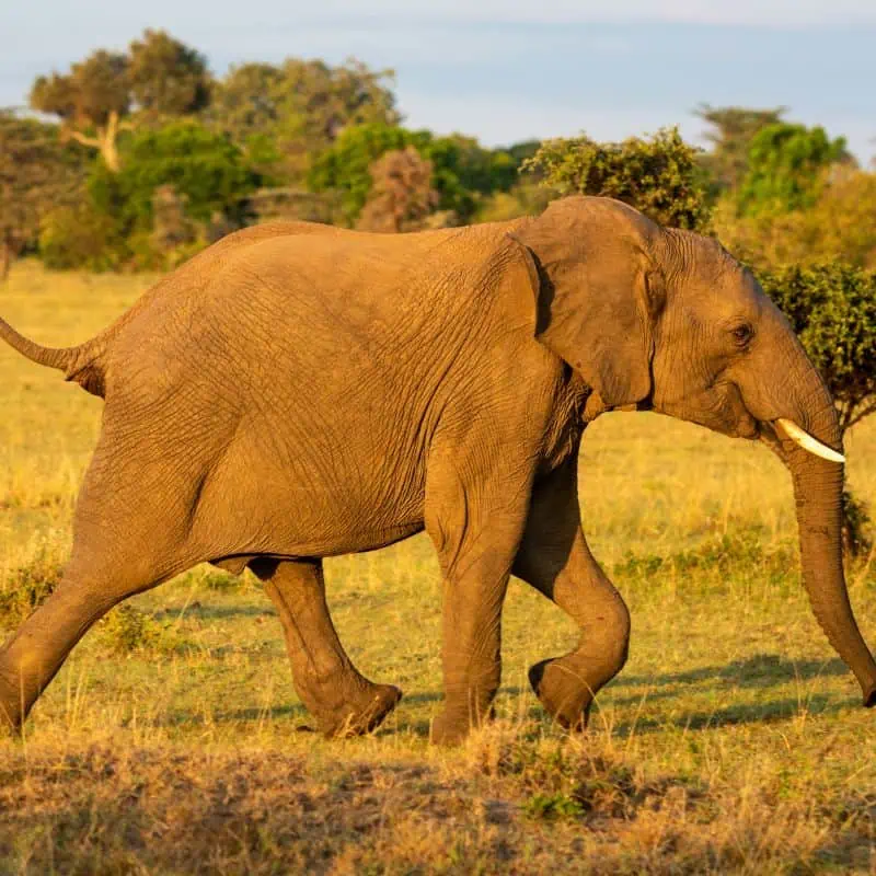 African elephant runs past bushes in grassland