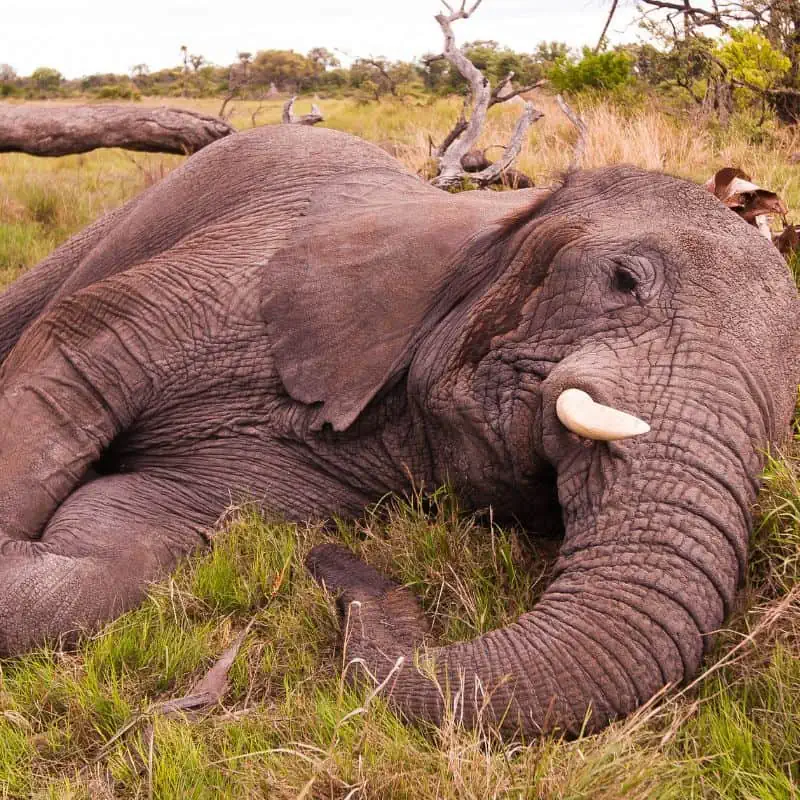 African elephant sleeping on its side in the wild