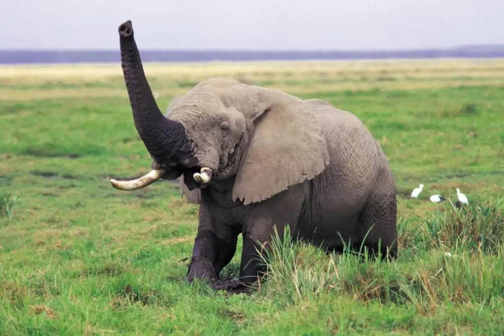 African elephant trumpeting in the grasslands