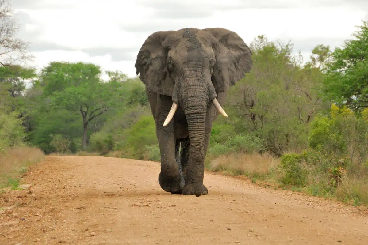 10 African Bush Elephant Facts