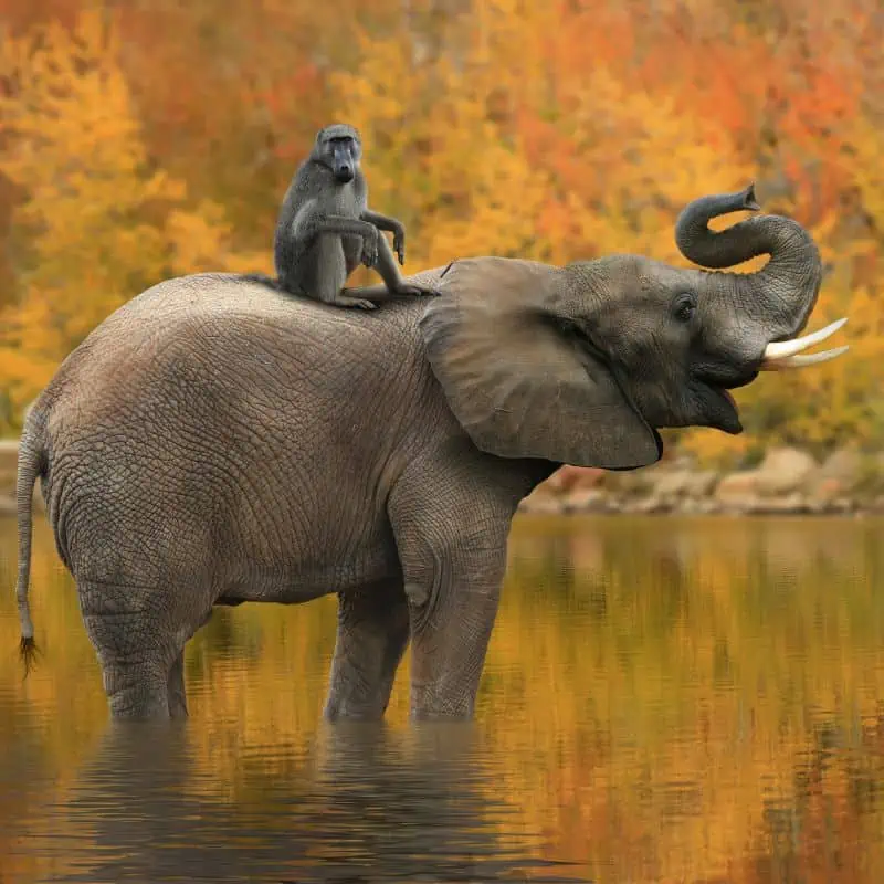 African elephant with monkey on its back