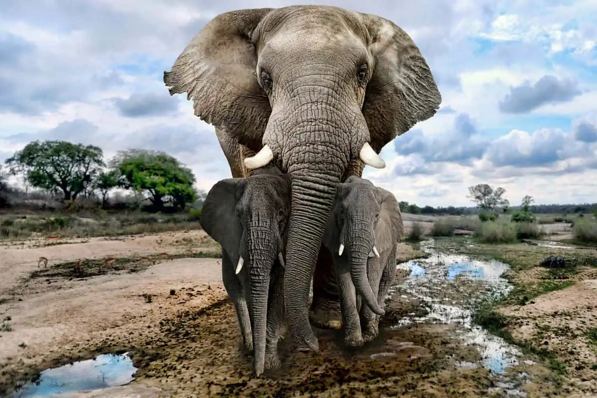 How Smart Are Elephants?