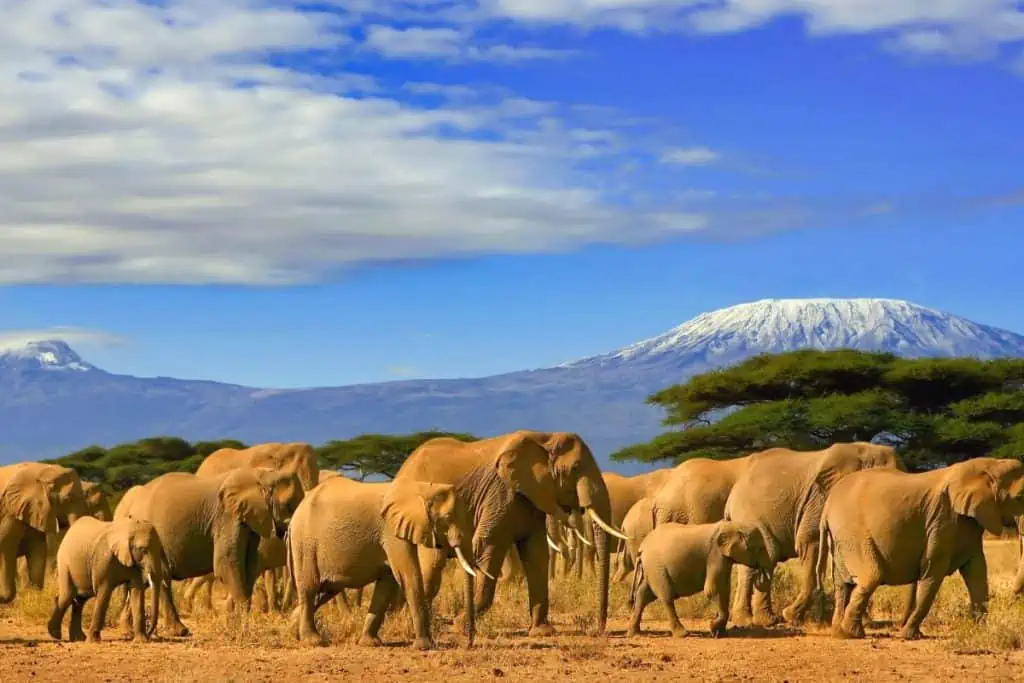 African elephants with Kilimanjaro in the background