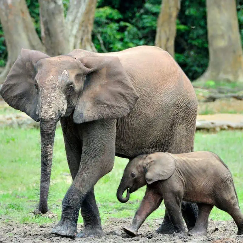 African forest elephant mom with calf