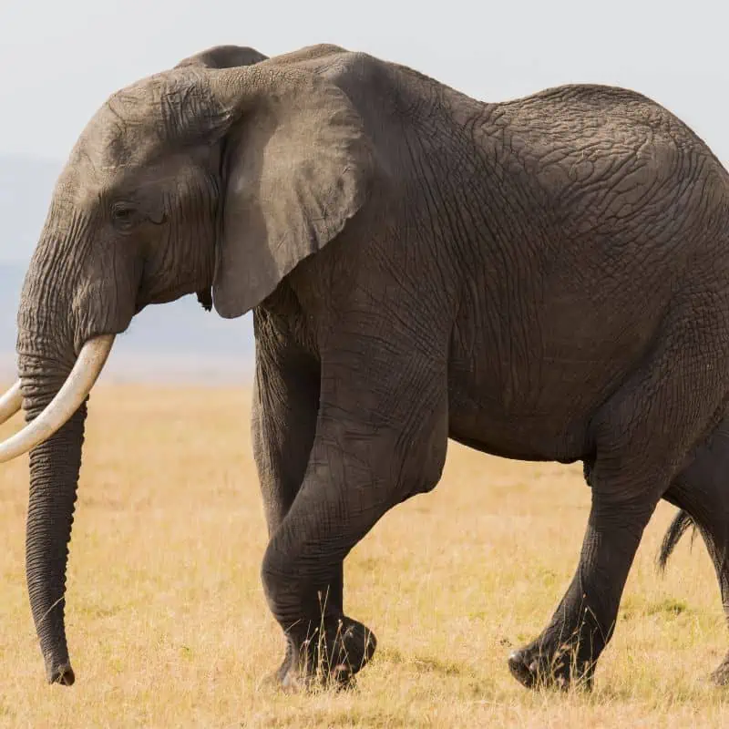 African forest elephant walking