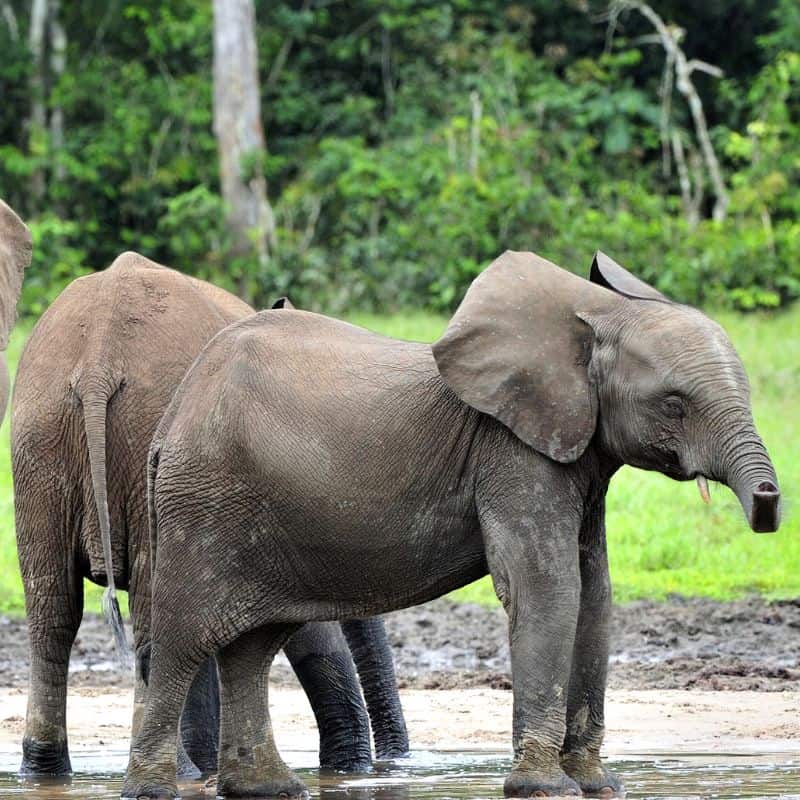 African forest elephants drinking water