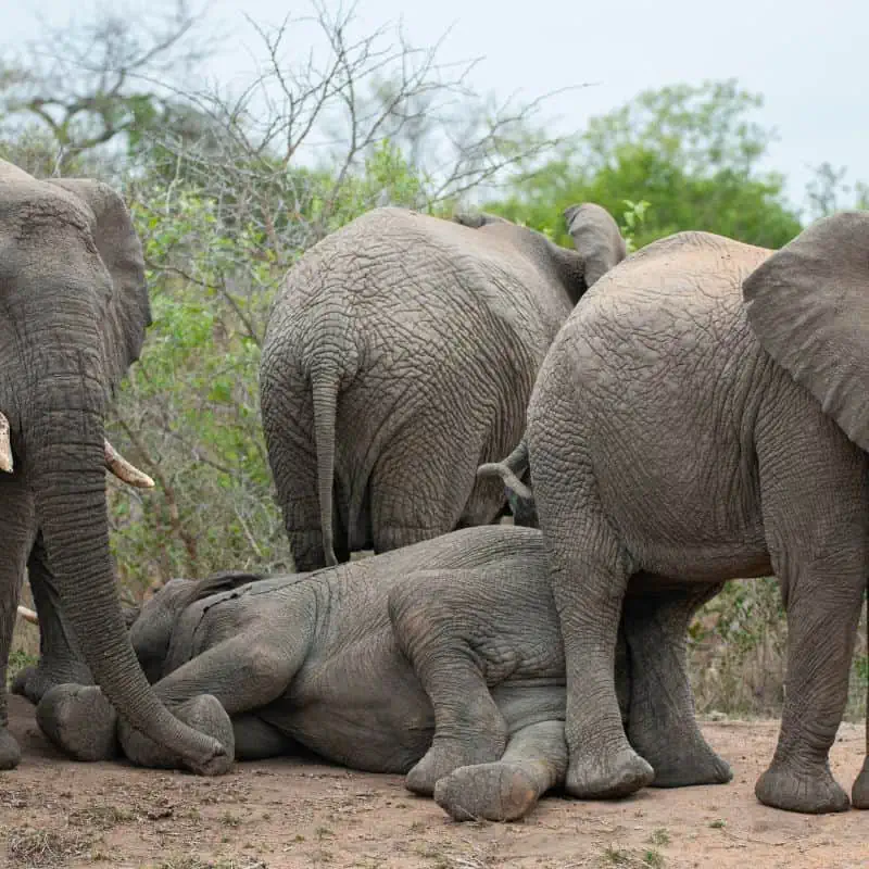 An elephant sleeping with its herd around it