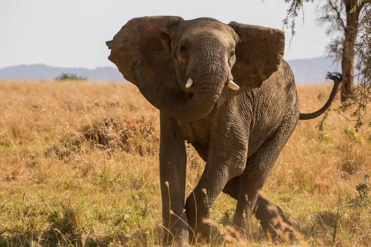 Elephant Fears: Why They’re Scared of Mice and Bees