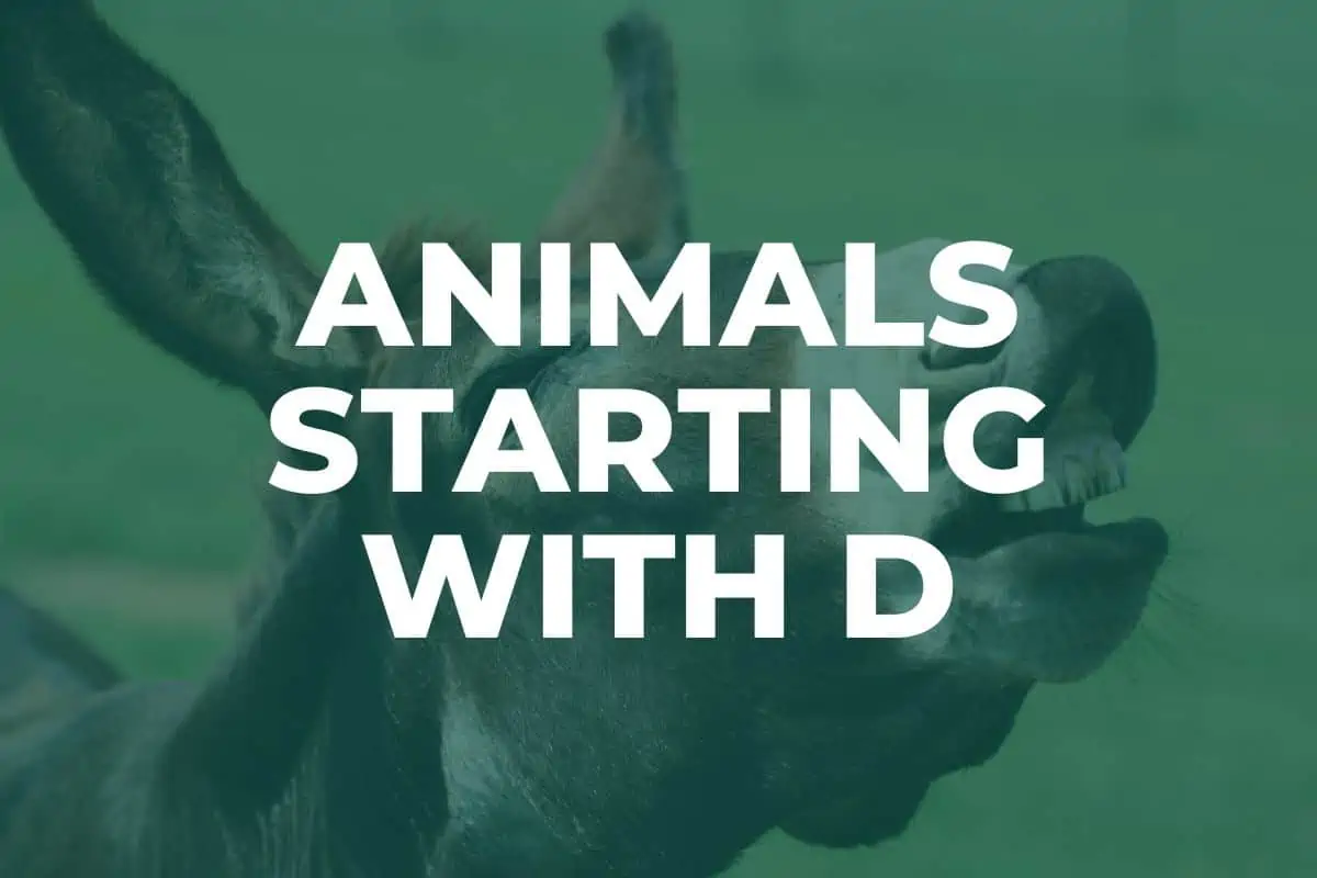 Animals starting with D