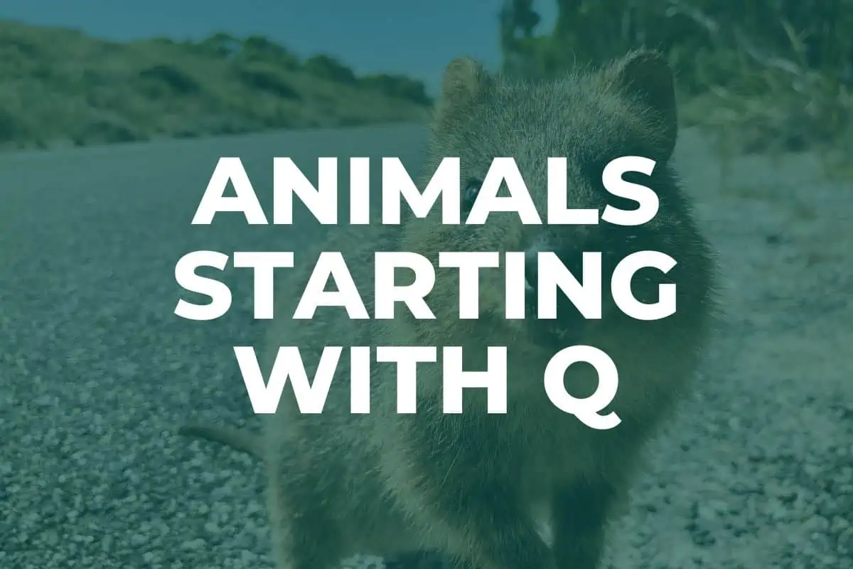 Animals starting with Q