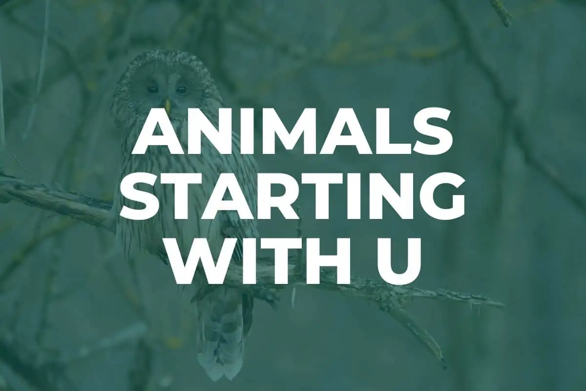Animals starting with U