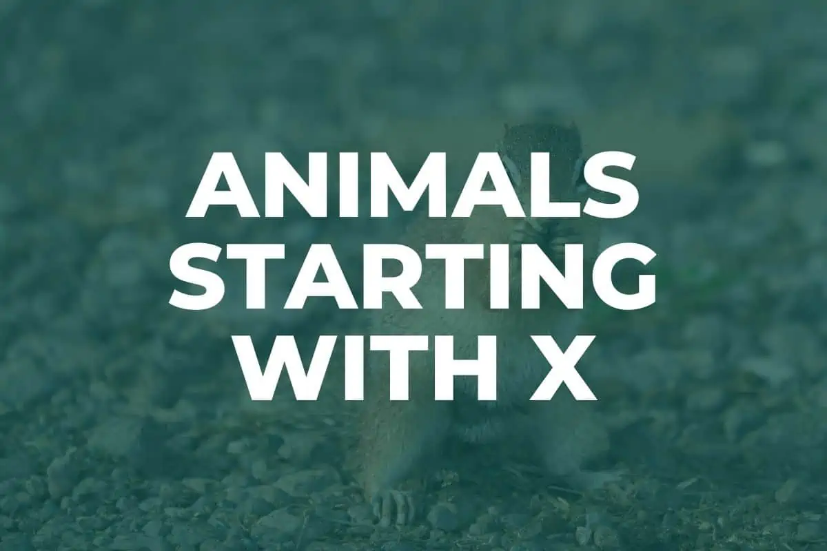 Animals starting with X