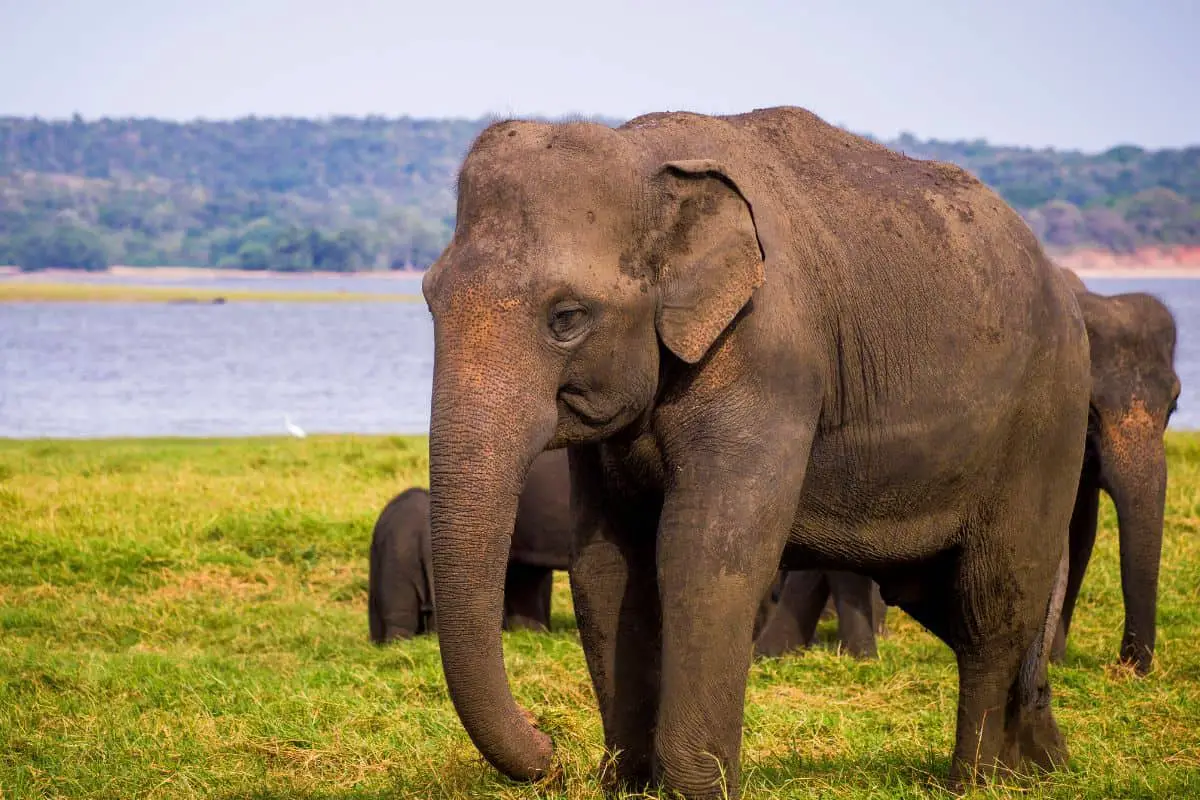 10 Asian Elephant Facts